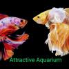 Attractive♨️Aquarium