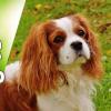 Animals & Pet in the world
