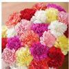 BUY FLOWER SEEDS