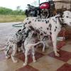 Pet's dog and cat breed