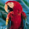 PARROT & CAGE GROUP LHR 2