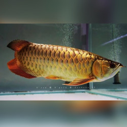 Join Karnataka Aqua Exotic Fish Zone WhatsApp Group