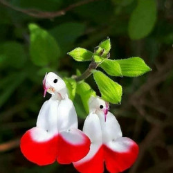 Join 👌World 👌 WhatsApp Group