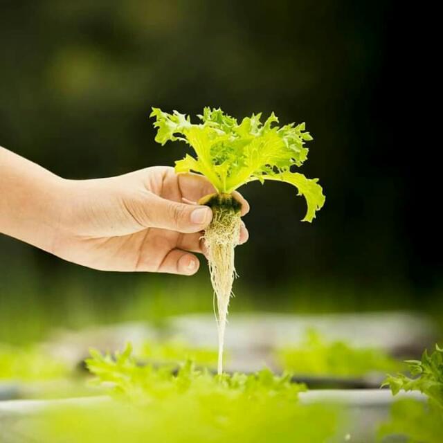 Join Agriculture & more 🌾🌾 WhatsApp Group