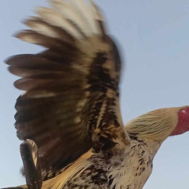 Join Aseel Group Mianwali🥰 WhatsApp Group
