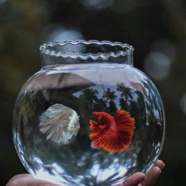Join ❤Pet  World❤ WhatsApp Group