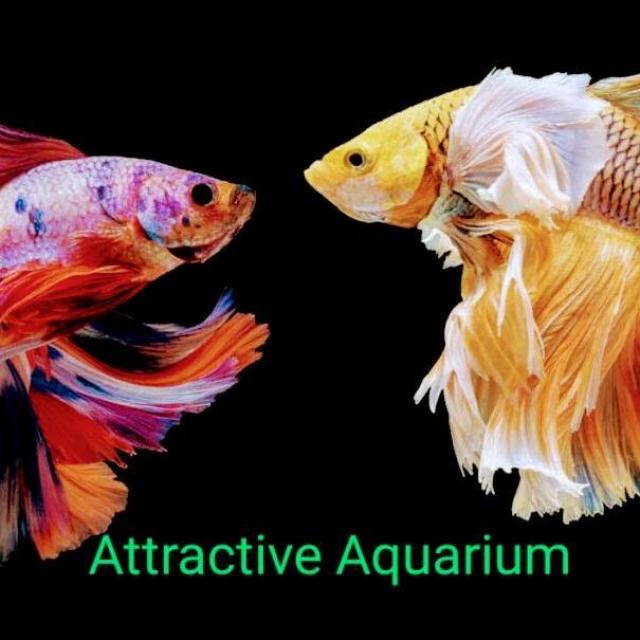 Join Attractive♨️Aquarium WhatsApp Group