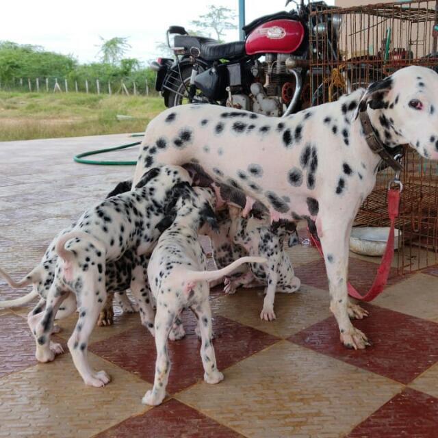 Join Pet's dog and cat breed WhatsApp Group