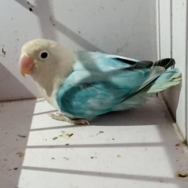 Join 🦜Multan love birds🦜❤️ WhatsApp Group