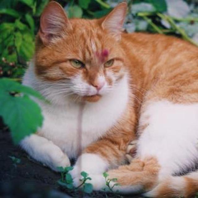 Join Pet zone WhatsApp Group