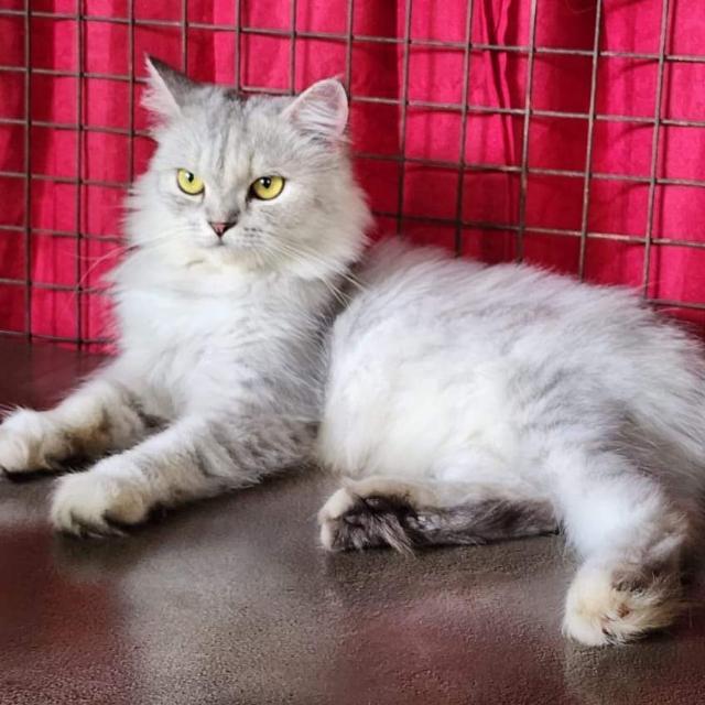 Join 🐈 Cat 🌎 world in TAMILNADU 🐈 WhatsApp Group