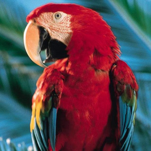 Join PARROT & CAGE GROUP LHR 2 WhatsApp Group