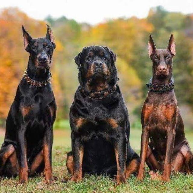 Join Palakkad dogs sales WhatsApp Group