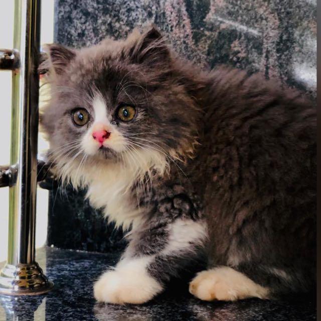 Join Nomiiee cattery 💝 WhatsApp Group
