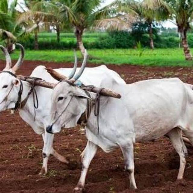 Join मराठी शेतकी माहिती WhatsApp Group