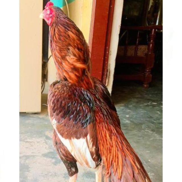 Join 🦅🔥*ASEEL 😎SHOK 😎 NAWABI 😎🔥🦅 WhatsApp Group